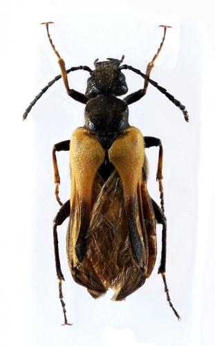 Sitaris solieri